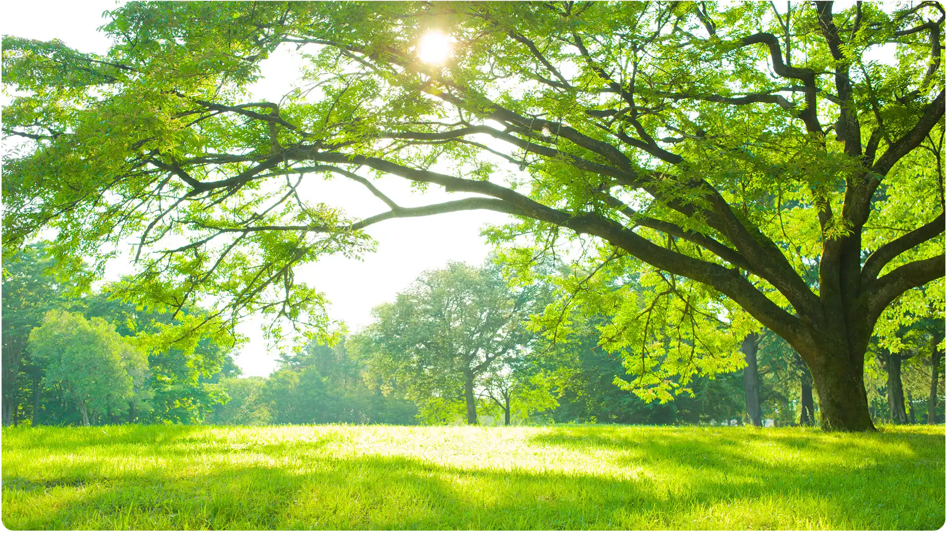 a sunny image of a tree, thriving in nature.