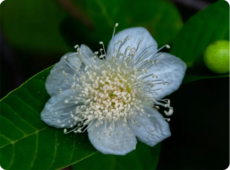 a closeup image of a flower with pollen
